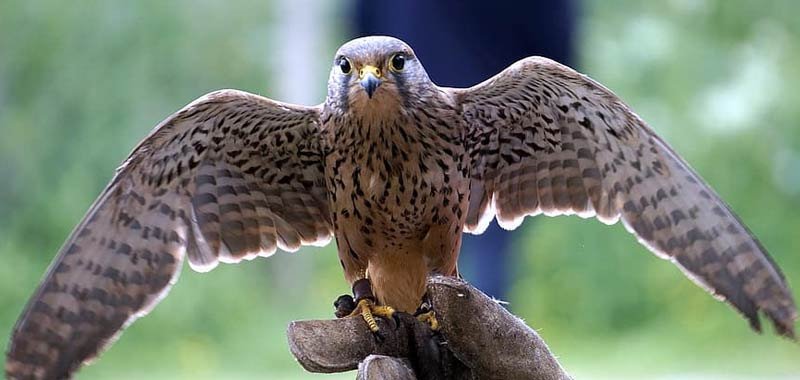 Cose la falconeria