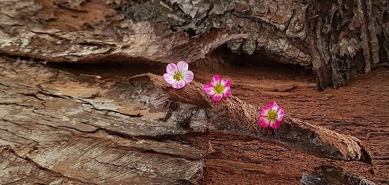 Marte il suolo puo essere fertile per le piante